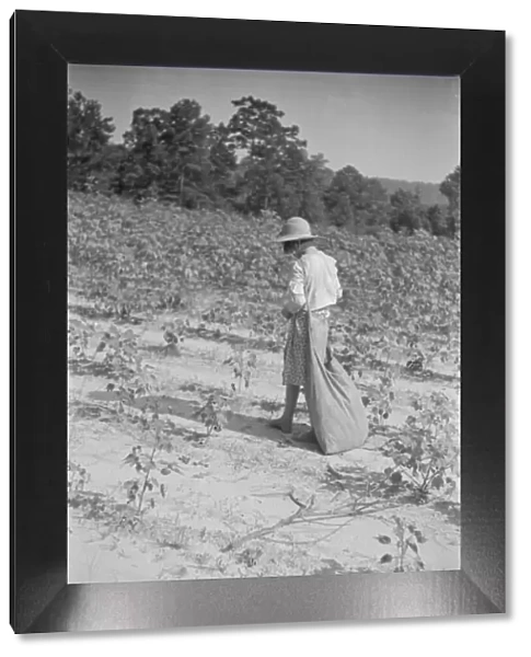 Lucille Burroughs picking cotton, Hale County, Alabama, 1936. Creator: Walker Evans