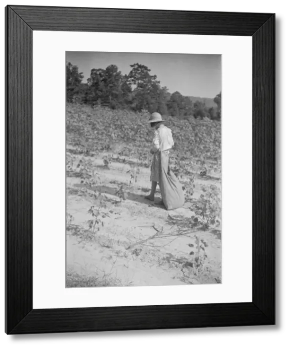 Framed Print : Lucille Burroughs picking cotton, Hale County, Alabama, 1936. Creator: Walker Evans Framed Print : Lucille Burroughs picking cotton, Hale County, Alabama, 1936. Creator: Walker Evans