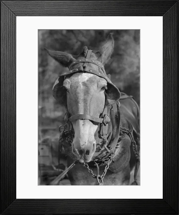 Framed Print : Mule, Hale County, Alabama, 1936. Creator: Walker Evans Framed Print : Mule, Hale County, Alabama, 1936. Creator: Walker Evans
