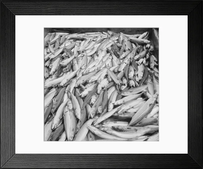 Framed Print : Mackerel catch, Gloucester, Massachusetts, 1943. Creator: Gordon Parks Framed Print : Mackerel catch, Gloucester, Massachusetts, 1943. Creator: Gordon Parks