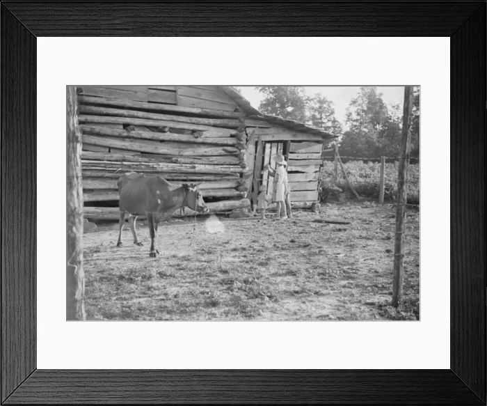 Framed Print : Burroughs children and cow near the barn, Hale County, Alabama, 1936. Creator: Walker Evans Framed Print : Burroughs children and cow near the barn, Hale County, Alabama, 1936. Creator: Walker Evans