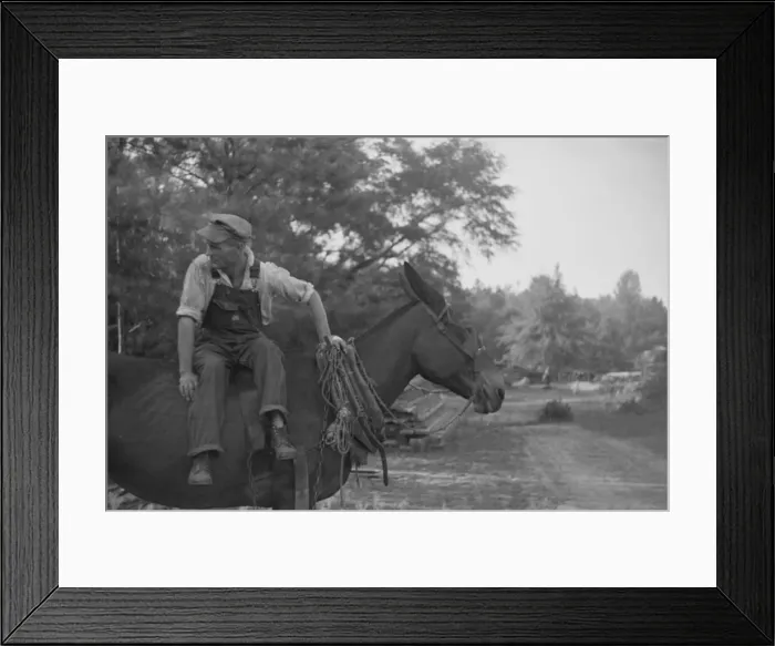 Framed Print : Floyd Burroughs, on mule, Hale County, Alabama, 1936. Creator: Walker Evans Framed Print : Floyd Burroughs, on mule, Hale County, Alabama, 1936. Creator: Walker Evans