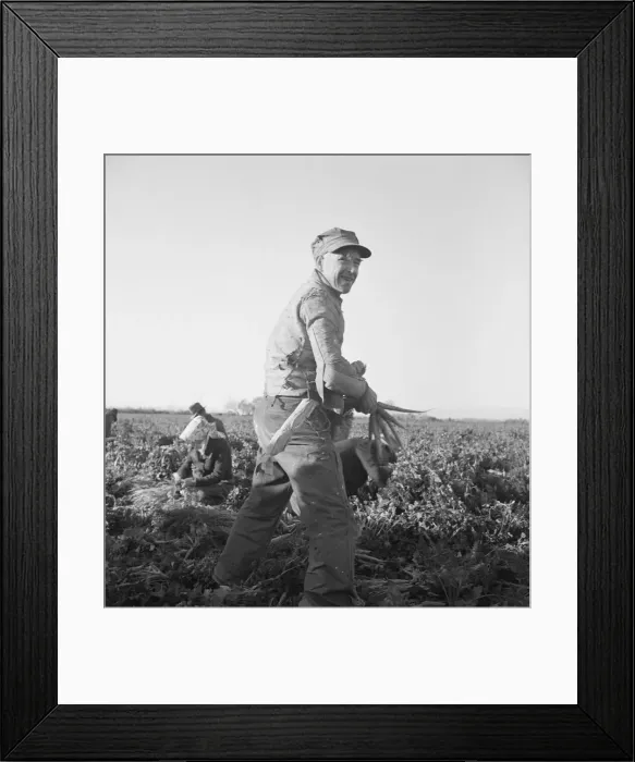Framed Print : Migratory field worker pulling carrots, Imperial Valley, California, 1939. Creator: Dorothea Lange Framed Print : Migratory field worker pulling carrots, Imperial Valley, California, 1939. Creator: Dorothea Lange