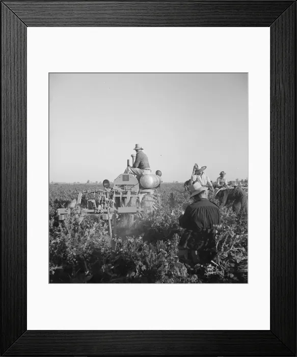 Framed Print : Carrot digger, Imperial Valley, near Meloland, California, 1939. Creator: Dorothea Lange Framed Print : Carrot digger, Imperial Valley, near Meloland, California, 1939. Creator: Dorothea Lange