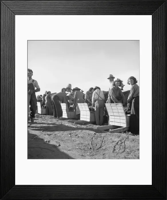 Framed Print : Large-scale industrialized agriculture, Calipatria, Imperial Valley, California, 1939. Creator: Dorothea Lange Framed Print : Large-scale industrialized agriculture, Calipatria, Imperial Valley, California, 1939. Creator: Dorothea Lange