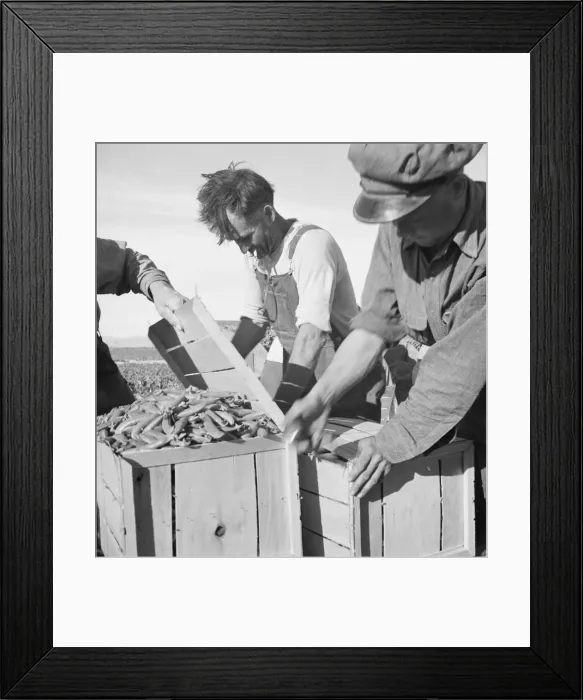 Framed Print : Large-scale industrialized agriculture, Calipatria, Imperial Valley, California, 1939. Creator: Dorothea Lange Framed Print : Large-scale industrialized agriculture, Calipatria, Imperial Valley, California, 1939. Creator: Dorothea Lange