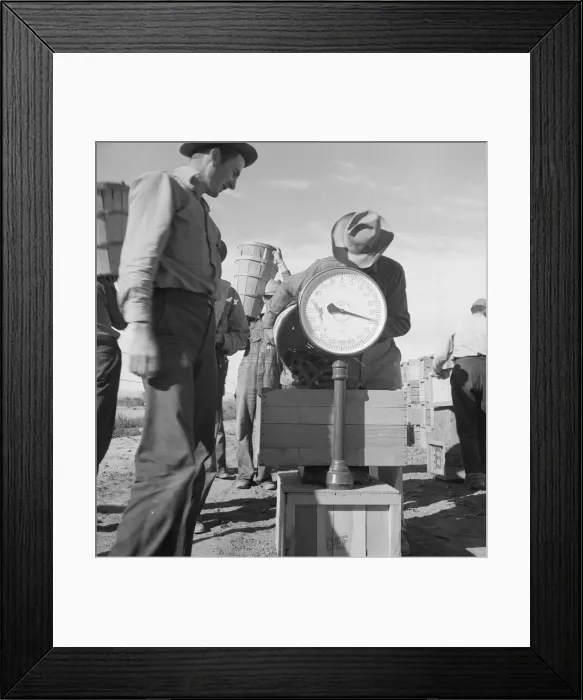 Framed Print : Pea picker at scales, near Calipatria, Imperial Valley, California, 1939. Creator: Dorothea Lange Framed Print : Pea picker at scales, near Calipatria, Imperial Valley, California, 1939. Creator: Dorothea Lange