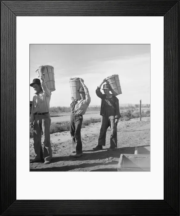 Framed Print : Pea pickers coming in from field to the weigh master, Imperial Valley, California, 1939. Creator: Dorothea Lange Framed Print : Pea pickers coming in from field to the weigh master, Imperial Valley, California, 1939. Creator: Dorothea Lange