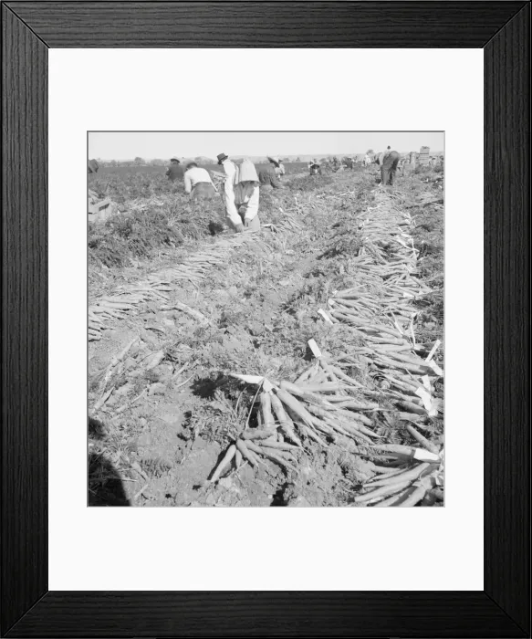 Framed Print : Migratory field worker pulling carrots, Imperial Valley, California, 1939. Creator: Dorothea Lange Framed Print : Migratory field worker pulling carrots, Imperial Valley, California, 1939. Creator: Dorothea Lange