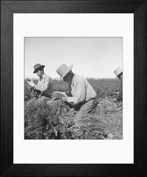 Framed Print : Migratory field worker pulling carrots, Imperial Valley, California, 1939. Creator: Dorothea Lange Framed Print : Migratory field worker pulling carrots, Imperial Valley, California, 1939. Creator: Dorothea Lange