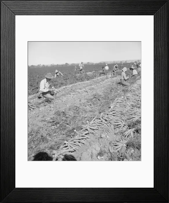 Framed Print : Migratory field worker pulling carrots, Imperial Valley, California, 1939. Creator: Dorothea Lange Framed Print : Migratory field worker pulling carrots, Imperial Valley, California, 1939. Creator: Dorothea Lange