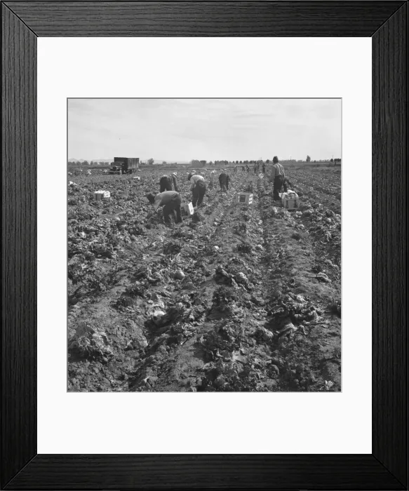 Framed Print : Filipino field gang in lettuce, Brawley, Imperial Valley, California, 1939. Creator: Dorothea Lange Framed Print : Filipino field gang in lettuce, Brawley, Imperial Valley, California, 1939. Creator: Dorothea Lange