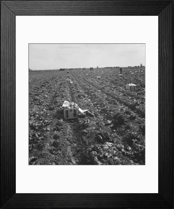 Framed Print : Filipino field gang in lettuce, Brawley, Imperial Valley, California, 1939. Creator: Dorothea Lange Framed Print : Filipino field gang in lettuce, Brawley, Imperial Valley, California, 1939. Creator: Dorothea Lange