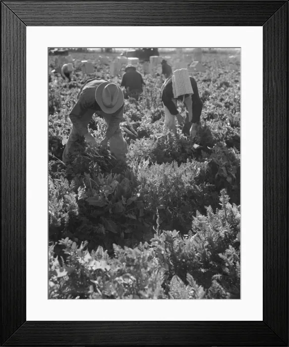 Framed Print : Migratory field worker pulling carrots, Imperial Valley, California, 1939. Creator: Dorothea Lange Framed Print : Migratory field worker pulling carrots, Imperial Valley, California, 1939. Creator: Dorothea Lange