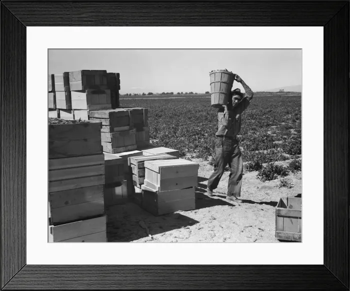 Framed Print : Pea picker, Imperial Valley, California, 1939. Creator: Dorothea Lange Framed Print : Pea picker, Imperial Valley, California, 1939. Creator: Dorothea Lange