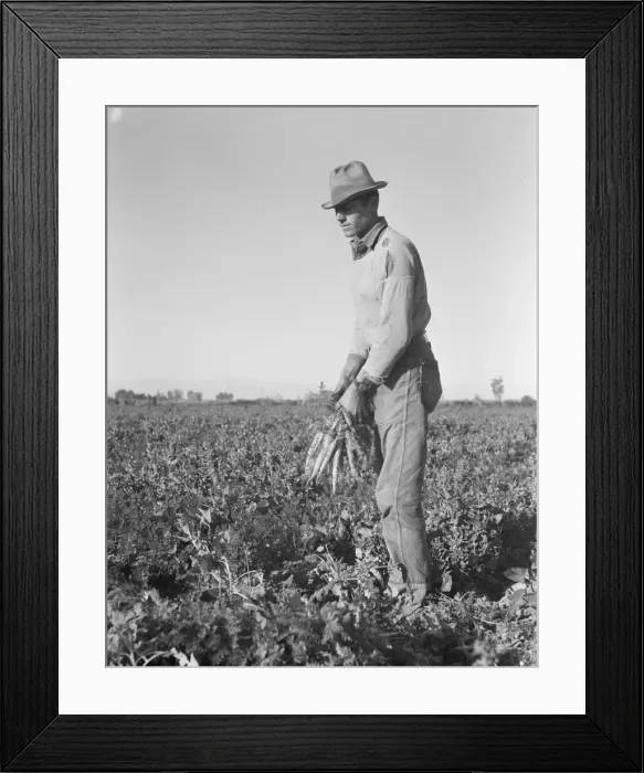 Framed Print : Migratory field worker pulling carrots, Imperial Valley, California, 1939. Creator: Dorothea Lange Framed Print : Migratory field worker pulling carrots, Imperial Valley, California, 1939. Creator: Dorothea Lange