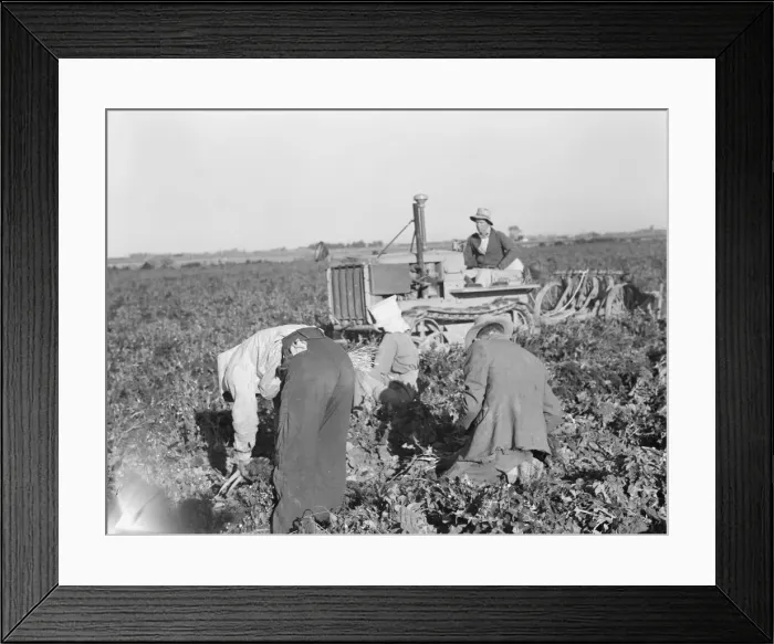 Framed Print : Carrot digger, Imperial Valley, California, 1939. Creator: Dorothea Lange Framed Print : Carrot digger, Imperial Valley, California, 1939. Creator: Dorothea Lange