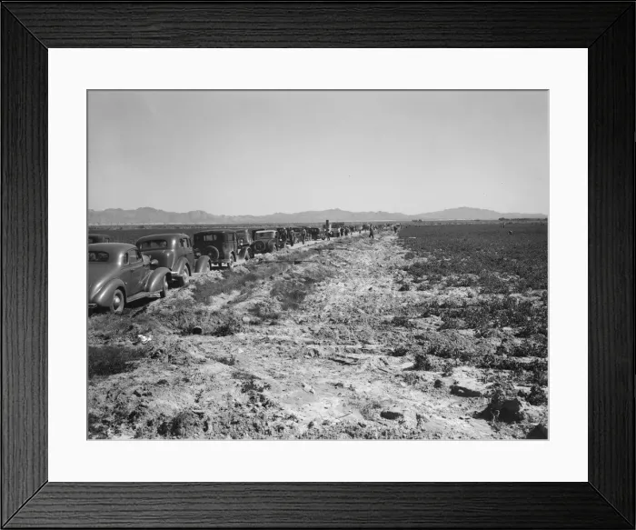 Framed Print : Pea field during harvest on Sinclair Ranch, near Calipatria, Imperial Valley, California, 1939. Creator: Dorothea Lange Framed Print : Pea field during harvest on Sinclair Ranch, near Calipatria, Imperial Valley, California, 1939. Creator: Dorothea Lange