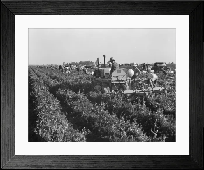 Framed Print : Carrot digger. Imperial Valley, California, 1939. Creator: Dorothea Lange Framed Print : Carrot digger. Imperial Valley, California, 1939. Creator: Dorothea Lange