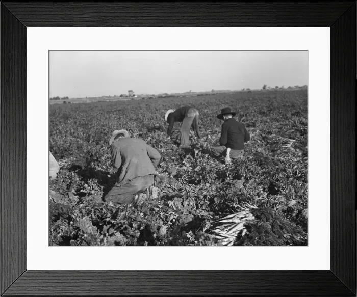 Framed Print : Migratory field worker pulling carrots, Imperial Valley, California, 1939. Creator: Dorothea Lange Framed Print : Migratory field worker pulling carrots, Imperial Valley, California, 1939. Creator: Dorothea Lange