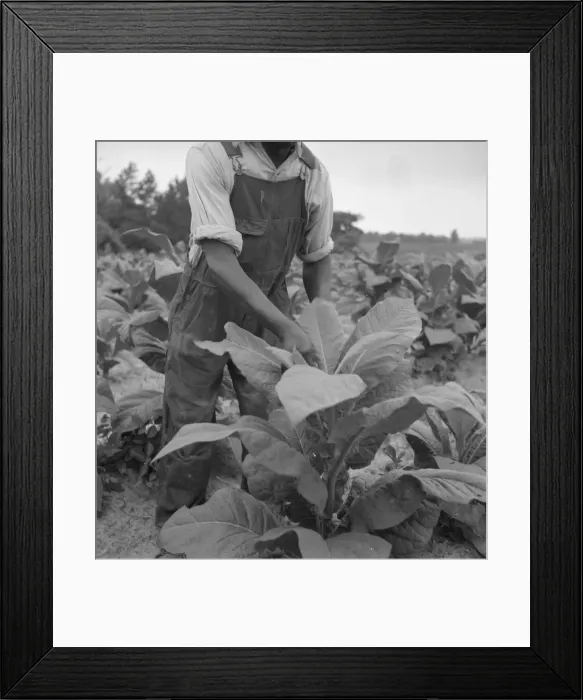 Framed Print : Negro tenant topping tobacco, Person County, North Carolina, 1939. Creator: Dorothea Lange Framed Print : Negro tenant topping tobacco, Person County, North Carolina, 1939. Creator: Dorothea Lange
