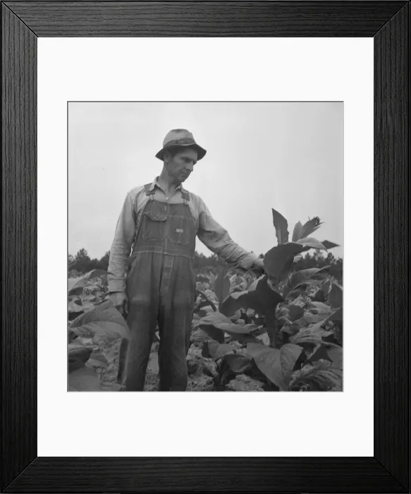 Framed Print : Possibly: Children helping father, tobacco sharecropper... Person County, North Carolina, 1939. Creator: Dorothea Lange Framed Print : Possibly: Children helping father, tobacco sharecropper... Person County, North Carolina, 1939. Creator: Dorothea Lange