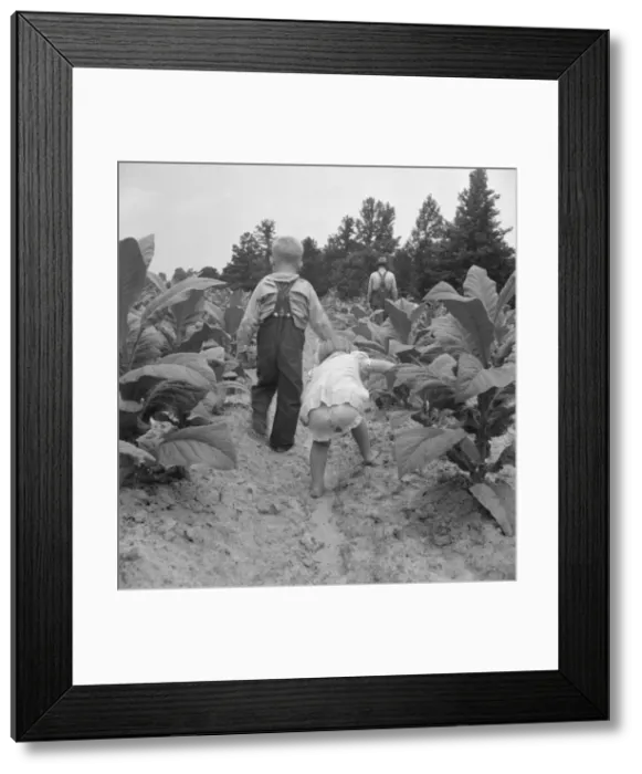 Framed Print : Children helping father, tobacco sharecropper, at work... Person County, North Carolina, 1939. Creator: Dorothea Lange Framed Print : Children helping father, tobacco sharecropper, at work... Person County, North Carolina, 1939. Creator: Dorothea Lange