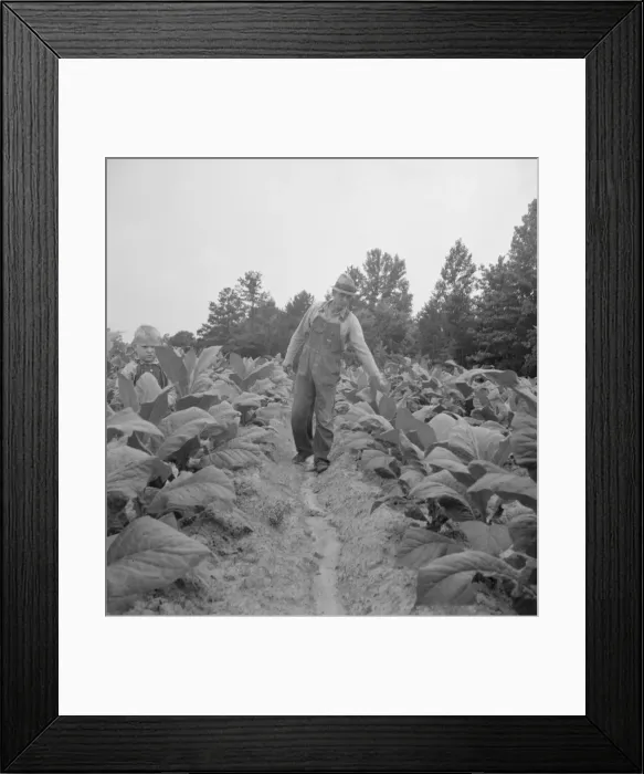 Framed Print : Possibly: Children helping father, tobacco sharecropper... Person County, North Carolina, 1939. Creator: Dorothea Lange Framed Print : Possibly: Children helping father, tobacco sharecropper... Person County, North Carolina, 1939. Creator: Dorothea Lange