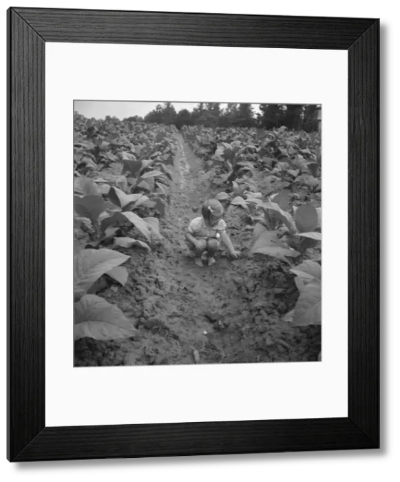 Framed Print : Possibly: Children helping father, tobacco sharecropper... Person County, North Carolina, 1939. Creator: Dorothea Lange Framed Print : Possibly: Children helping father, tobacco sharecropper... Person County, North Carolina, 1939. Creator: Dorothea Lange