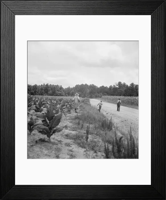 Framed Print : Possibly: Tobacco on Zollie Lyons place nearly ready for priming, Wake County, North Carolina, 1939 Creator: Dorothea Lange Framed Print : Possibly: Tobacco on Zollie Lyons place nearly ready for priming, Wake County, North Carolina, 1939 Creator: Dorothea Lange