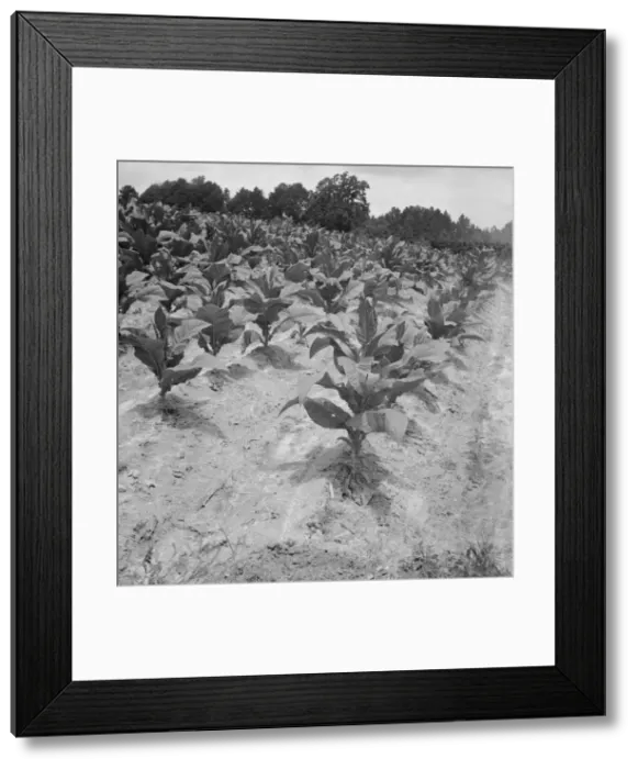 Framed Print : Part of Zollie Lyons tobacco, nearly ready for priming, Wake County, North Carolina, 1939. Creator: Dorothea Lange Framed Print : Part of Zollie Lyons tobacco, nearly ready for priming, Wake County, North Carolina, 1939. Creator: Dorothea Lange