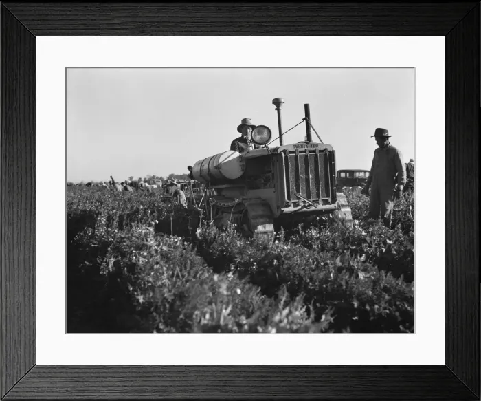 Framed Print : Carrot digger, Imperial Valley, California, 1939. Creator: Dorothea Lange Framed Print : Carrot digger, Imperial Valley, California, 1939. Creator: Dorothea Lange