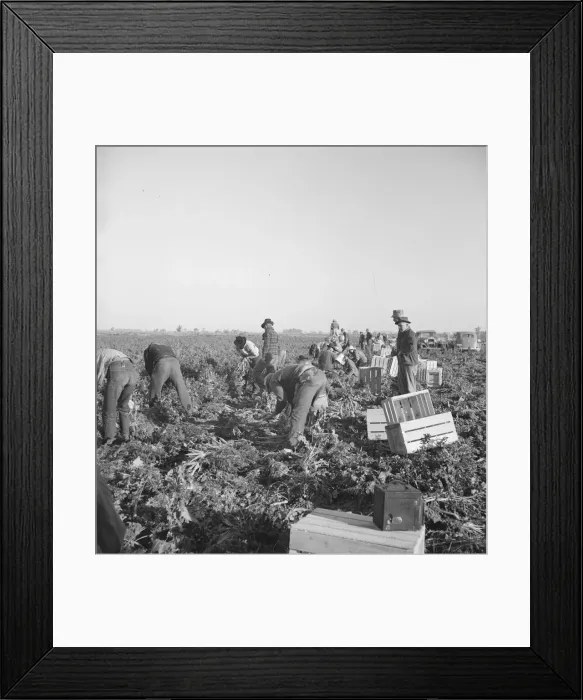 Framed Print : Migratory field worker pulling carrots, Imperial Valley, California, 1939. Creator: Dorothea Lange Framed Print : Migratory field worker pulling carrots, Imperial Valley, California, 1939. Creator: Dorothea Lange