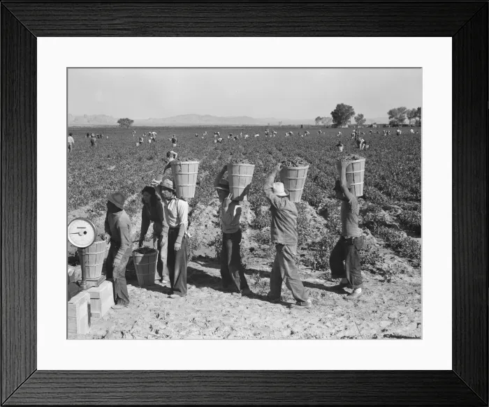 Framed Print : Pea pickers line up on edge of field at weigh scale, near Calipatria, Imperial County, CA, 1939. Creator: Dorothea Lange Framed Print : Pea pickers line up on edge of field at weigh scale, near Calipatria, Imperial County, CA, 1939. Creator: Dorothea Lange