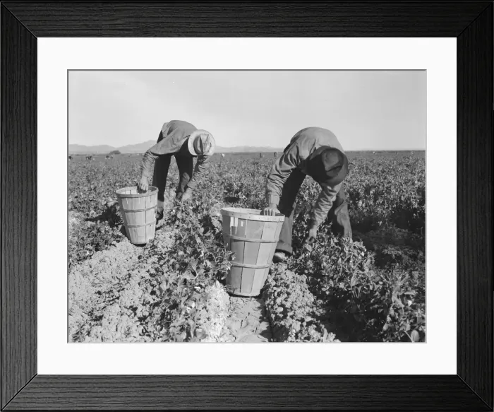 Framed Print : Pea pickers, near Niland, Imperial County, California, 1939. Creator: Dorothea Lange