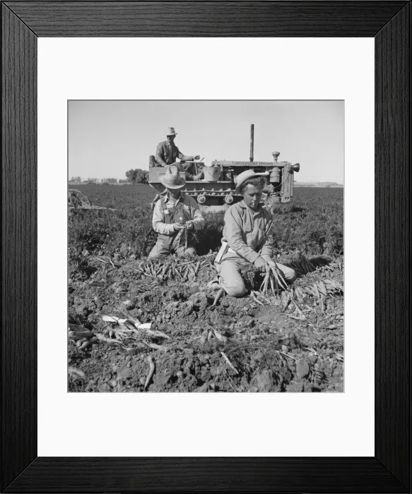 Framed Print : 8 a. m. migratory field workers pulling carrots in a field, near Meloland, Imperial County, CA, 1939 Creator: Dorothea Lange Framed Print : 8 a. m. migratory field workers pulling carrots in a field, near Meloland, Imperial County, CA, 1939 Creator: Dorothea Lange