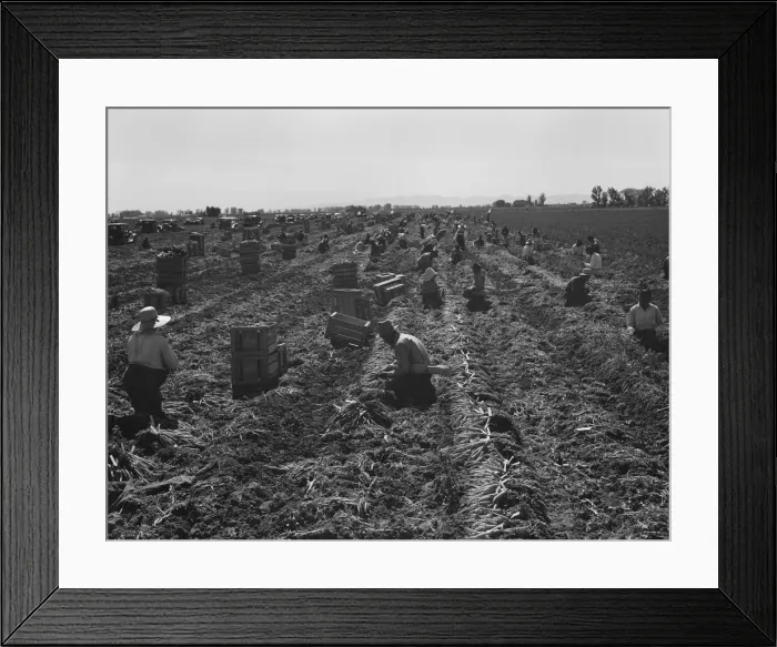 Framed Print : Large scale agriculture, near Meloland, Imperial Valley, 1939. Creator: Dorothea Lange Framed Print : Large scale agriculture, near Meloland, Imperial Valley, 1939. Creator: Dorothea Lange