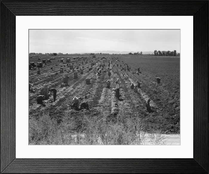 Framed Print : Large-scale agricultural gang labor, Mexicans and... near Meloland, Imperial Valley, 1939 Creator: Dorothea Lange Framed Print : Large-scale agricultural gang labor, Mexicans and... near Meloland, Imperial Valley, 1939 Creator: Dorothea Lange