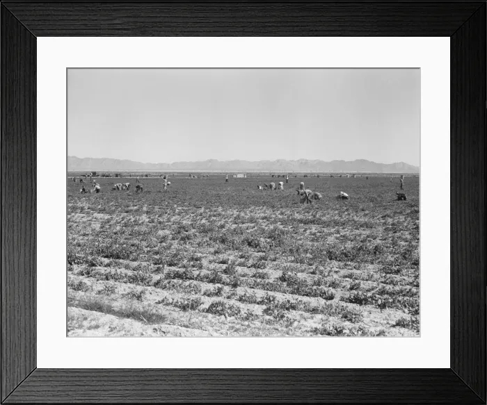 Framed Print : 500 pea pickers in field of large-scale Sinclair Ranch, near Calipatria, California, 1939. Creator: Dorothea Lange Framed Print : 500 pea pickers in field of large-scale Sinclair Ranch, near Calipatria, California, 1939. Creator: Dorothea Lange