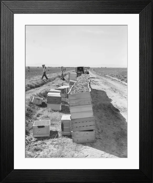 Framed Print : Pea harvest... industrialized agriculture on Sinclair Ranch, Imperial Valley, CA, 1939. Creator: Dorothea Lange Framed Print : Pea harvest... industrialized agriculture on Sinclair Ranch, Imperial Valley, CA, 1939. Creator: Dorothea Lange