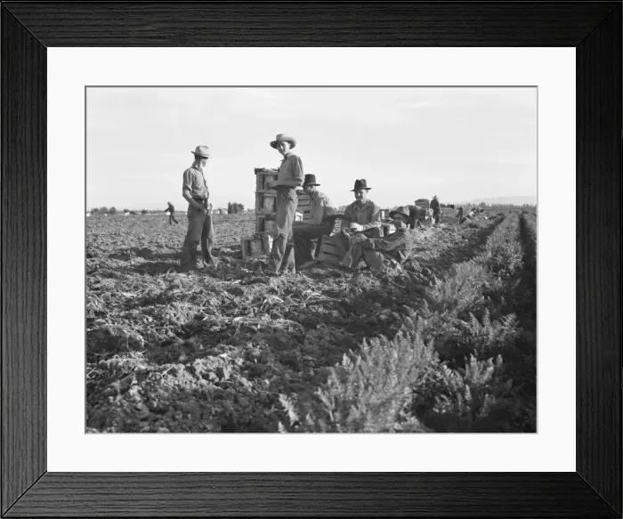 Framed Print : Large-scale agricultural gang labor, Mexicans and... near Meloland, Imperial Valley, 1939 Creator: Dorothea Lange Framed Print : Large-scale agricultural gang labor, Mexicans and... near Meloland, Imperial Valley, 1939 Creator: Dorothea Lange