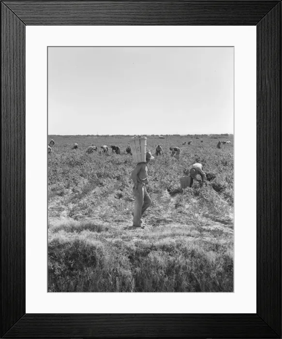 Framed Print : Pea pickers near Calipatria, California, 1939. Creator: Dorothea Lange Framed Print : Pea pickers near Calipatria, California, 1939. Creator: Dorothea Lange