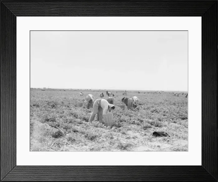 Framed Print : Pea pickers near Calipatria, California, 1939. Creator: Dorothea Lange Framed Print : Pea pickers near Calipatria, California, 1939. Creator: Dorothea Lange