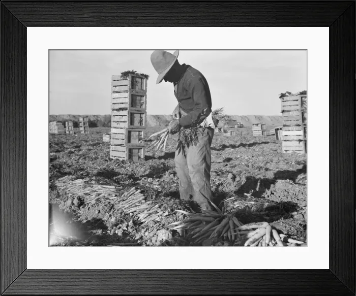 Framed Print : Large scale agriculture, near Meloland, Imperial Valley, 1939. Creator: Dorothea Lange Framed Print : Large scale agriculture, near Meloland, Imperial Valley, 1939. Creator: Dorothea Lange