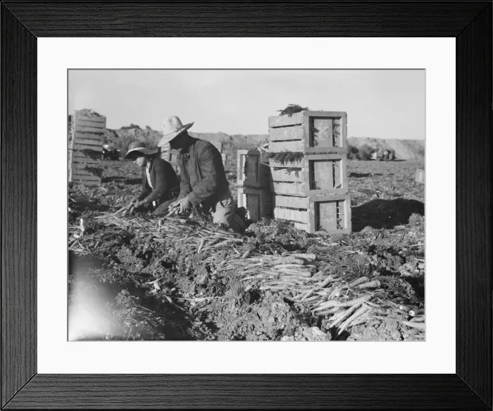 Framed Print : Large-scale agricultural gang labor, Mexicans and... near Meloland, Imperial Valley, 1939 Creator: Dorothea Lange Framed Print : Large-scale agricultural gang labor, Mexicans and... near Meloland, Imperial Valley, 1939 Creator: Dorothea Lange