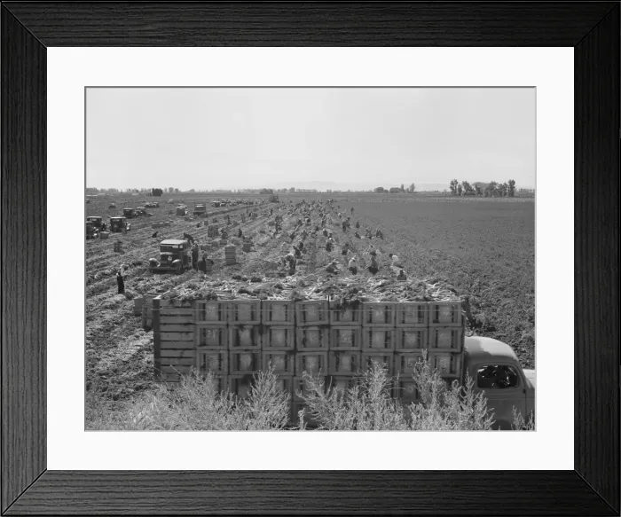 Framed Print : Large scale agriculture, near Meloland, Imperial Valley, 1939. Creator: Dorothea Lange Framed Print : Large scale agriculture, near Meloland, Imperial Valley, 1939. Creator: Dorothea Lange