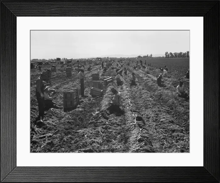 Framed Print : Large scale agriculture, near Meloland, Imperial Valley, 1939. Creator: Dorothea Lange Framed Print : Large scale agriculture, near Meloland, Imperial Valley, 1939. Creator: Dorothea Lange
