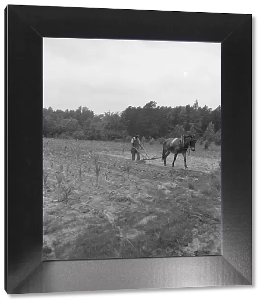 Possibly: Negro plowing corn, off Highway 144, Person County, North Carolina, 1939. Creator: Dorothea Lange