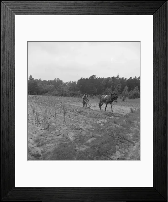 Framed Print : Possibly: Negro plowing corn, off Highway 144, Person County, North Carolina, 1939. Creator: Dorothea Lange Framed Print : Possibly: Negro plowing corn, off Highway 144, Person County, North Carolina, 1939. Creator: Dorothea Lange