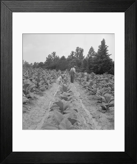 Framed Print : Children helping father, tobacco sharecropper... Person County, North Carolina, 1939. Creator: Dorothea Lange Framed Print : Children helping father, tobacco sharecropper... Person County, North Carolina, 1939. Creator: Dorothea Lange